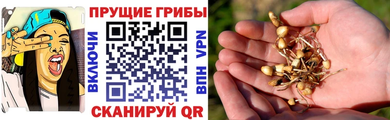 Псилоцибиновые грибы Psilocybe  Семикаракорск 